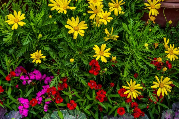 写真 公園でく花の高角度の景色