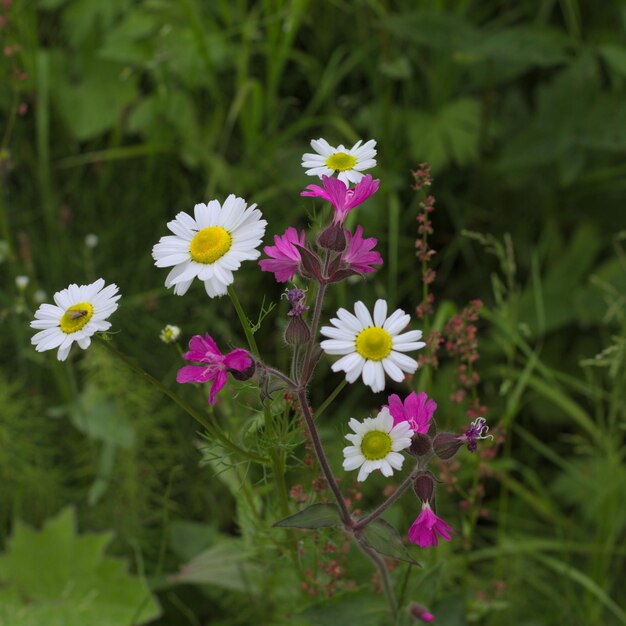 写真 畑で植物に育つ花の高角度の視点