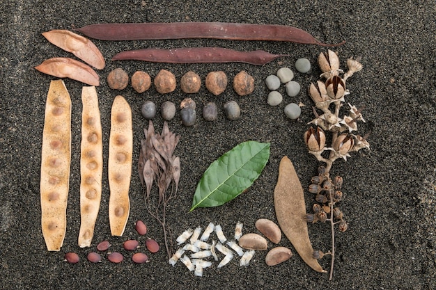 写真 植物上の食料の高角度の視点