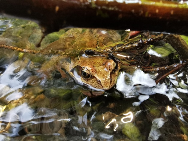 写真 湖のカエルを高角度で見る