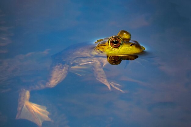 写真 水中のカエルを高角度で見る