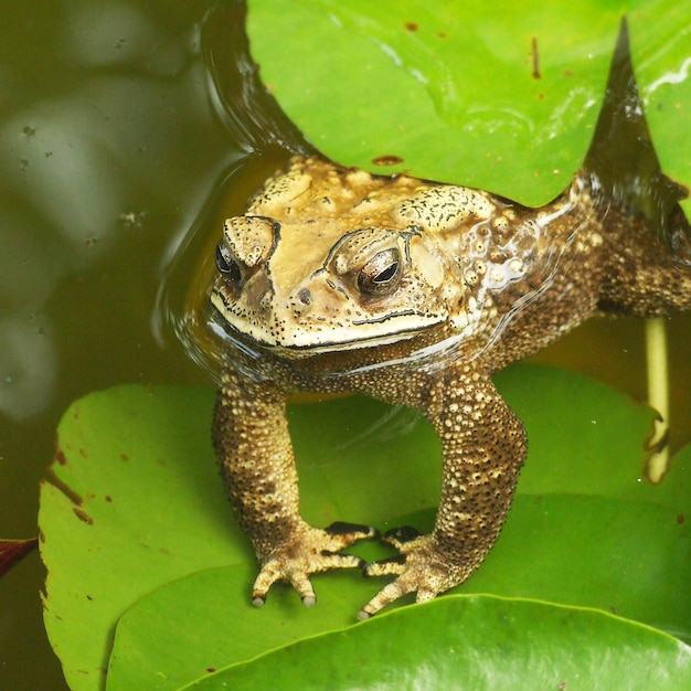 写真 葉の上のカエルを高角度で眺める