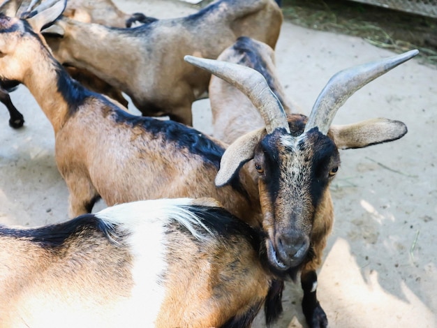 Фото Высокоугольный вид козы
