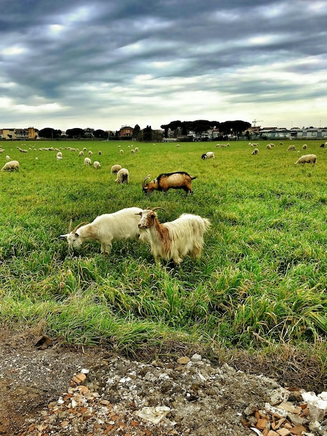 写真 雲の空を背景に草原で放牧しているヤギの高角度の景色