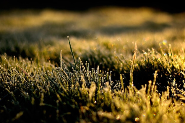 写真 畑で成長する草の高角度の景色