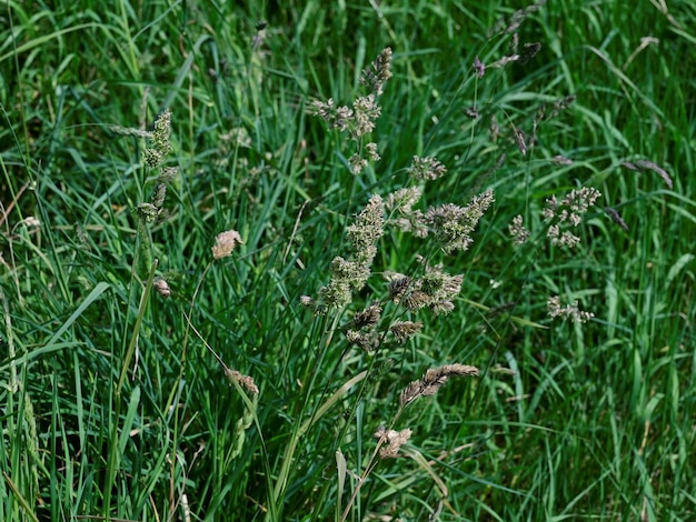 写真 野原で成長する草の高角度の景色