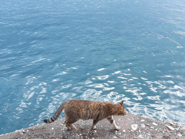 写真 海中の馬の高角度の写真