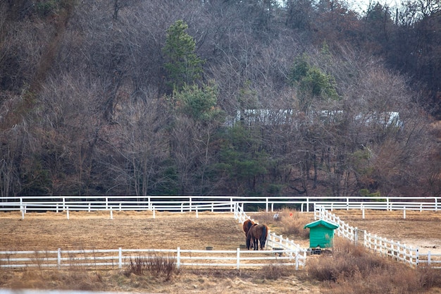 사진 랜치 에 있는 말 들 의 높은 각도 시각