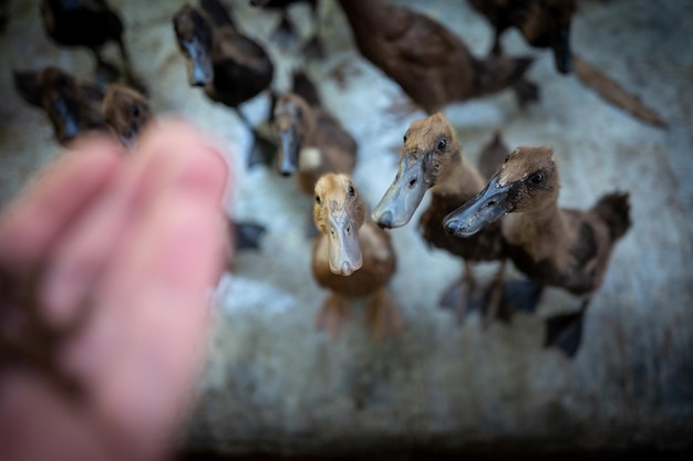 写真 人間の手の高角度の視点