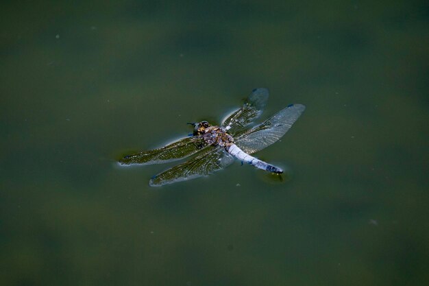 写真 湖上の昆虫の高角度の写真