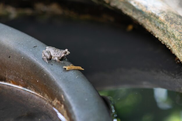 写真 葉の上にある昆虫の高角度の眺め