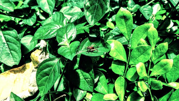 写真 植物上の昆虫の高角度の視点