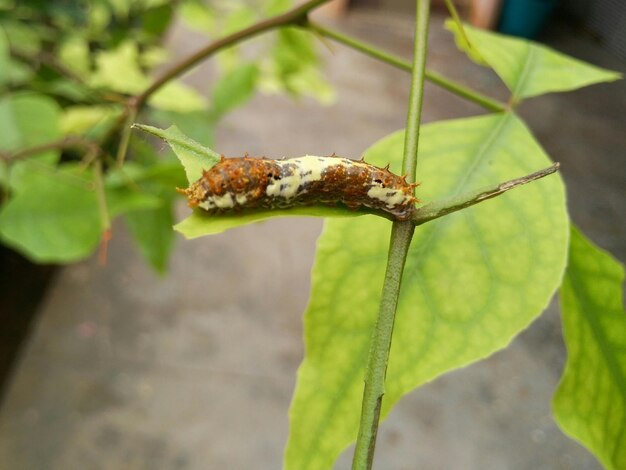 写真 植物上の昆虫の高角度のビュー