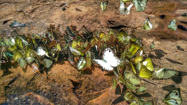 写真 植物上の昆虫の高角度の写真