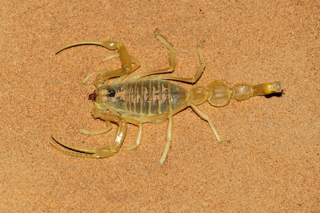 写真 砂上の昆虫の高角度の眺め