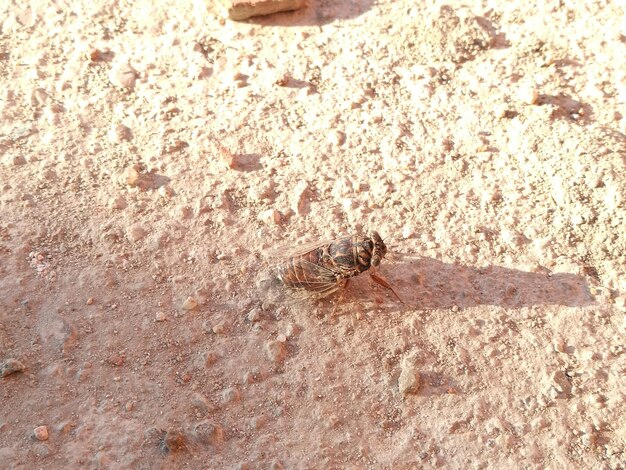 Фото Высокоугольный вид насекомого на песке