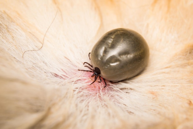 写真 テーブルの上の昆虫の高角度のビュー