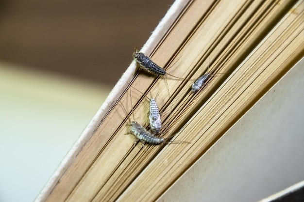 写真 木材上の昆虫の高角度の視点