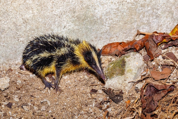 写真 昆虫の高角度の視点