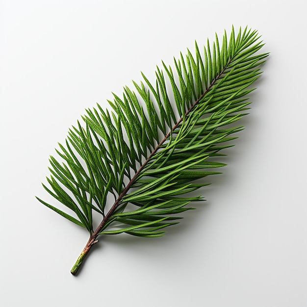 High_angle_view_of_isolated_spruce_branch_on_white_backg