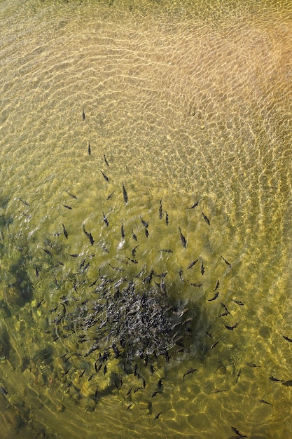 写真 海中の水母の高角度の眺め