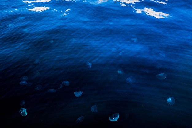 Фото Высокоугольный вид медуз, плавающих в море