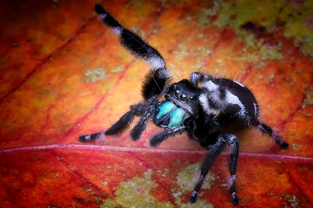 写真 ハイアングルで観察したジャンピングスパイダー (phidippus regius)