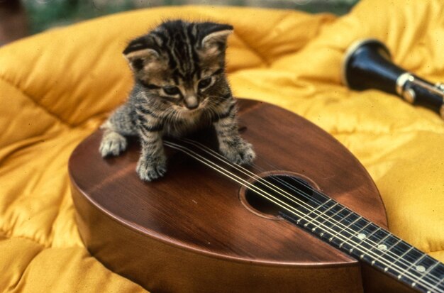 写真 家でギターを弾く子猫の高角度のビュー