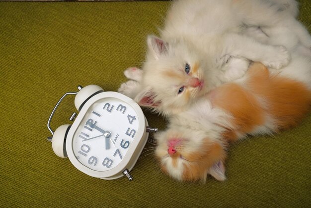 사진 바닥 에 있는 시계 를 통해 새끼 고양이 들 을 높은 각도 에서 볼 수 있다
