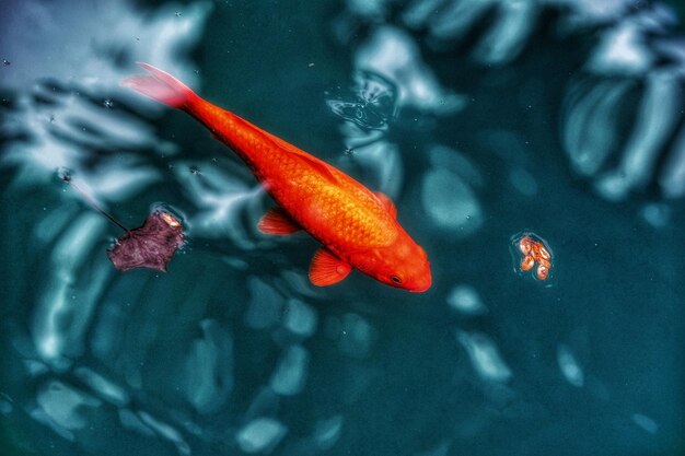 写真 湖のコイカープの高角度の景色