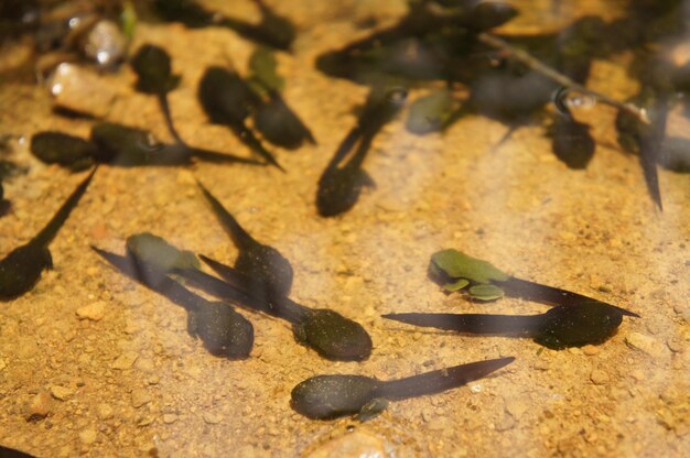 写真 地面上の葉の高角度のビュー