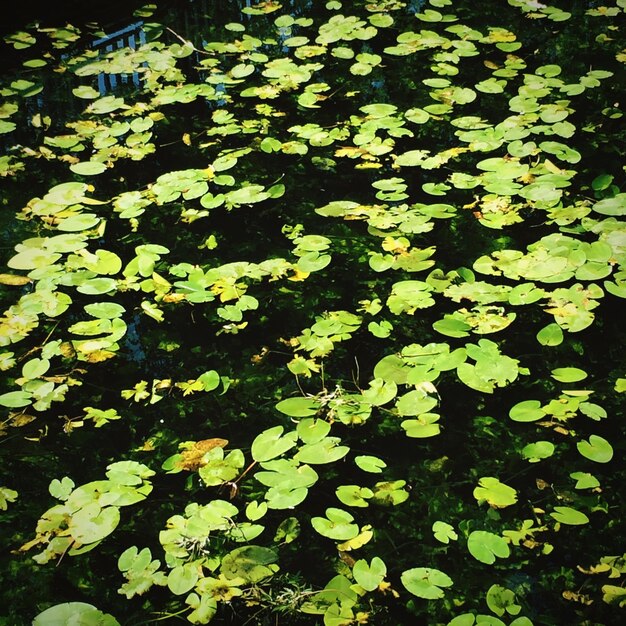 写真 池に浮かぶ葉の高角度の景色