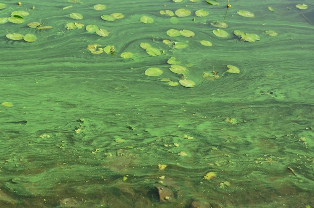 写真 湖の上に浮かぶ葉の高角度の景色