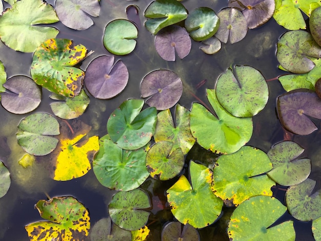 Фото Высокоугольный вид листьев, плавающих на пруду