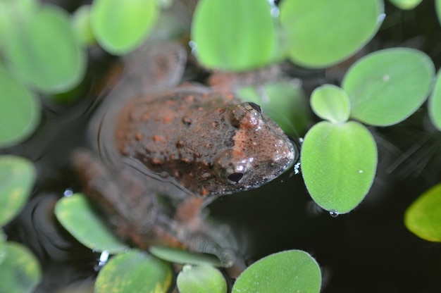 写真 水中の葉の高角度のビュー