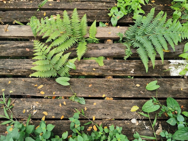 写真 畑の葉の高角度の視点