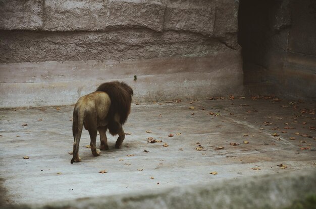 写真 動物園の壁に照らされたライオンの高角度の写真