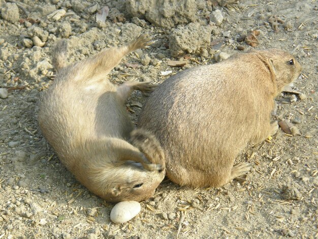 写真 野原で眠っているライオンを高角度で眺める