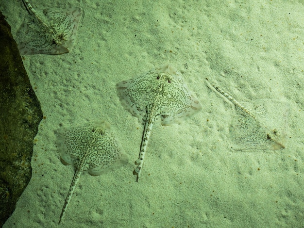 写真 海中のトカゲの高角度の写真