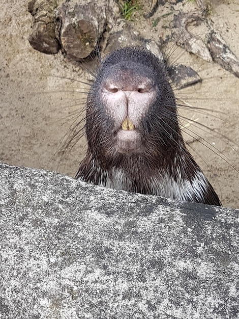 写真 岩の上にあるトカゲの高角度の写真