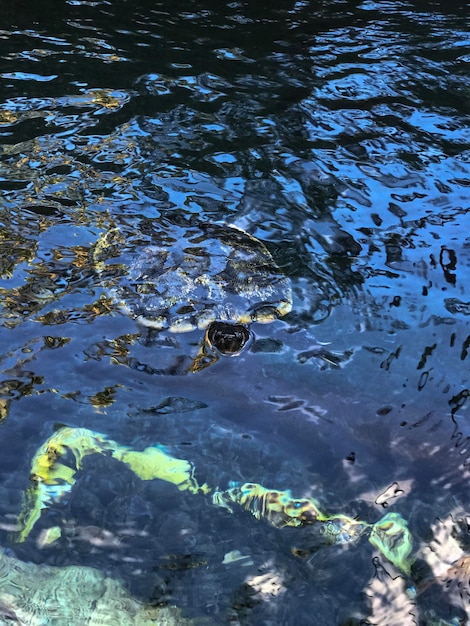 写真 湖で泳ぐトカゲの高角度の景色