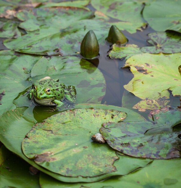 Фото Высокоугольный вид листьев лотоса, плавающих на воде