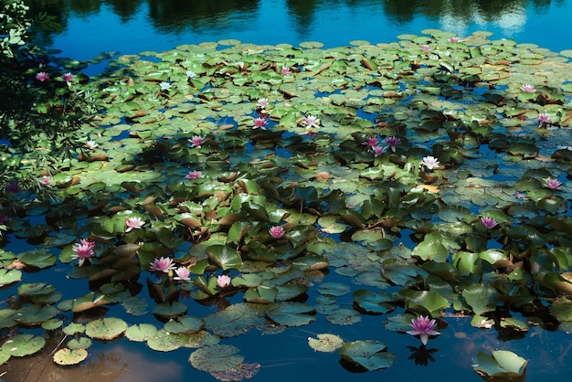 写真 池で成長する蓮の水<unk>の高角度の景色