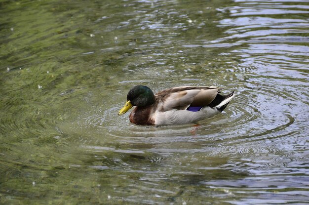 Фото Высокоугольный вид самца качки, плавающей в озере