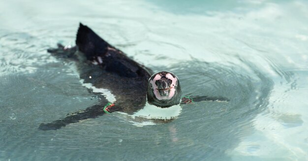 写真 海で泳いでいる男の高角度の写真