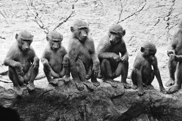 Фото Высокоугольный вид обезьян, сидящих на поле