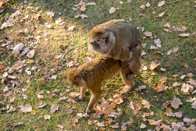 写真 地面上の猿の高角度の写真