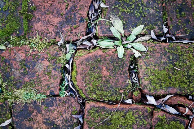 写真 苔で覆われた歩道の高角度の景色