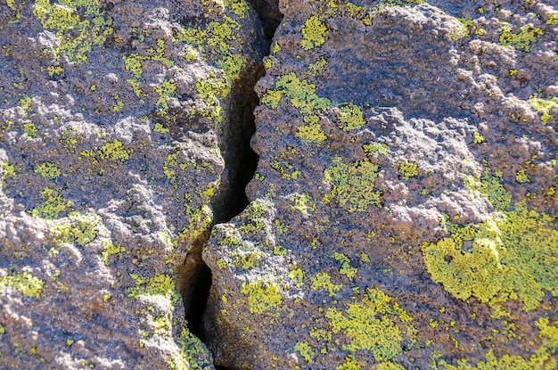 写真 岩の上のモスの高角度の景色