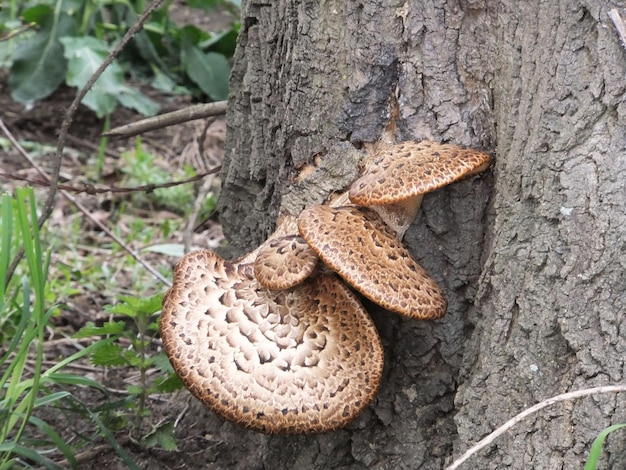 Фото Высокоугольный вид грибов, растущих на стволе дерева